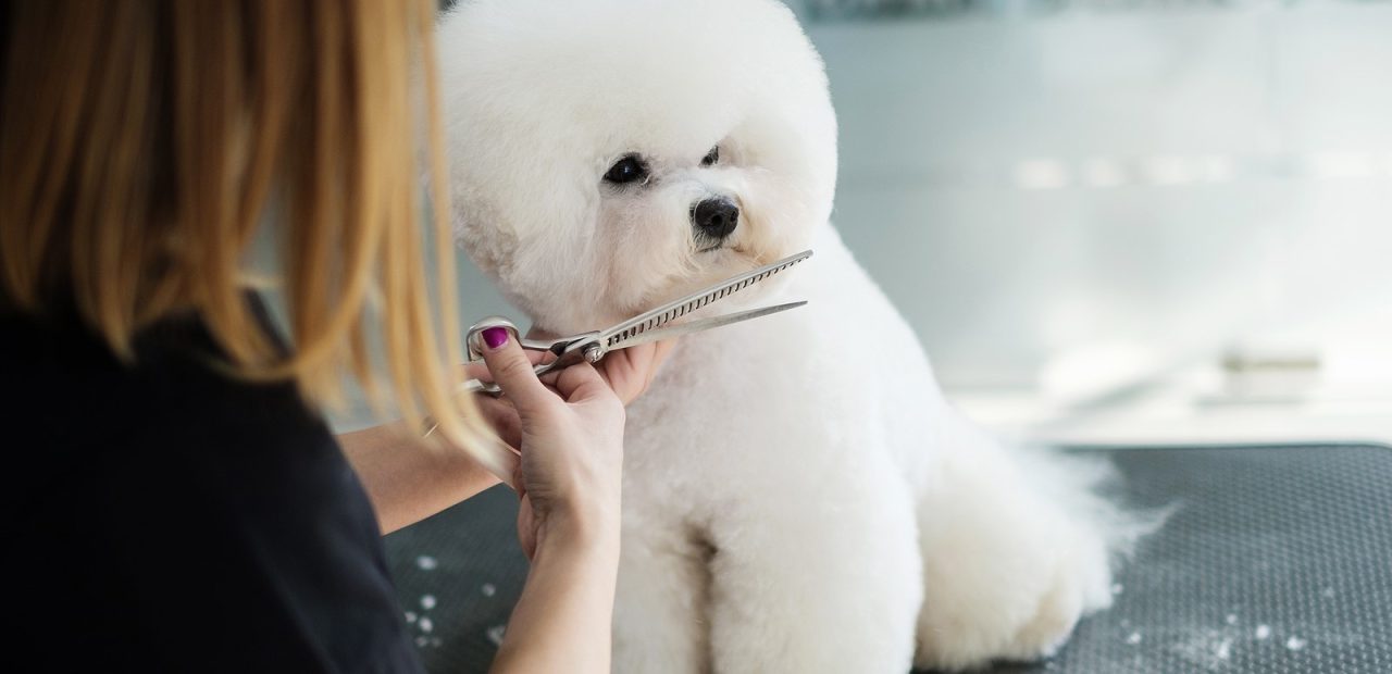 Grooming 101: Essential Skills for DIY Dog Grooming at Home