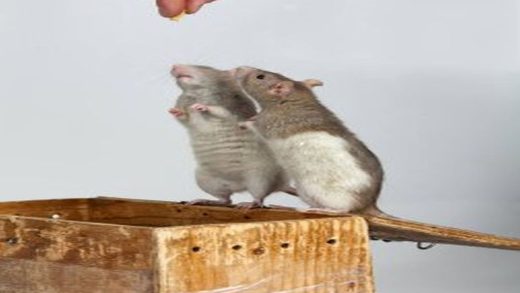 Expert Strategies for Rat Pest Control