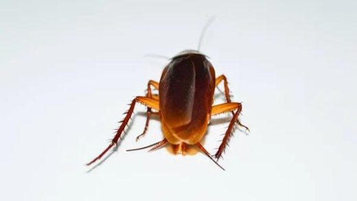 Sydney Cockroach Extermination Experts