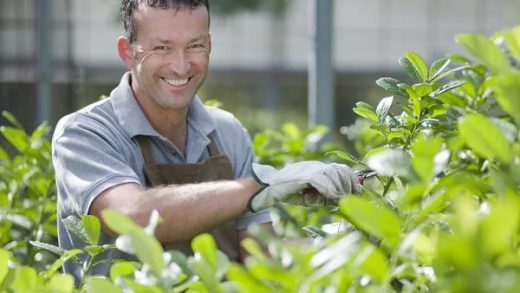 Mastering the Art of Tree Pruning: A Guide for Every Gardener